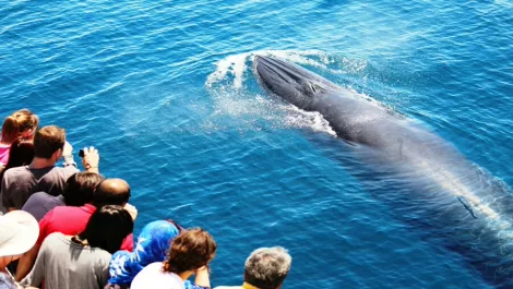 360 video technology makes a revolutionary splash in NZ marine research